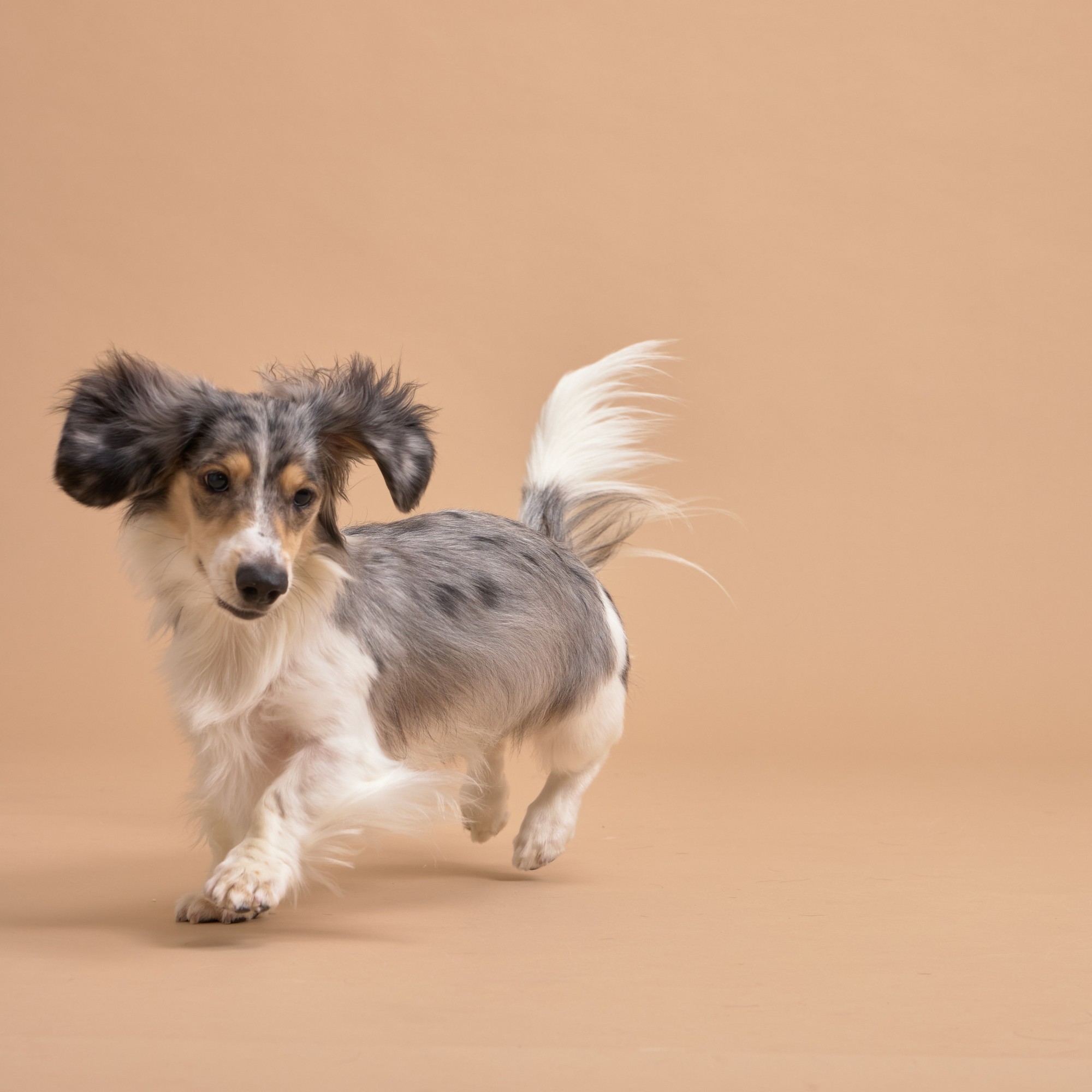 2024 全台寵物展總整理(2025年持續更新中)